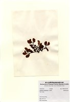 藏品(重緣葉馬尾藻)的圖片